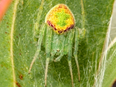 Araneus circulissparsus (species group) (Speckled Orb-weaver) at Acton, ACT - 10 Jan 2021 by Roger