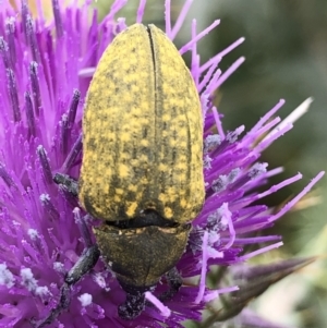 Larinus latus at Holt, ACT - 21 Dec 2020