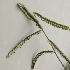 Paspalum dilatatum (Paspalum) at Currawang, NSW - 23 Dec 2020 by camcols