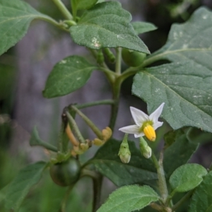 Solanum nigrum at Currawang, NSW - suppressed