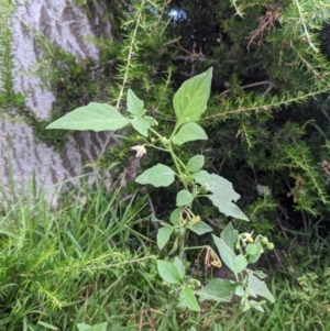 Solanum nigrum at Currawang, NSW - suppressed