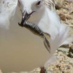 Unverified Other Invertebrate at Lake Burley Griffin West - 4 Nov 2020 by Christine