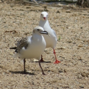 Chroicocephalus novaehollandiae at Yarralumla, ACT - 4 Nov 2020