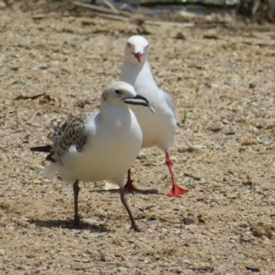 Chroicocephalus novaehollandiae (Silver Gull) at Yarralumla, ACT - 4 Nov 2020 by Christine