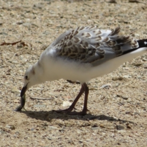 Chroicocephalus novaehollandiae at Yarralumla, ACT - 4 Nov 2020