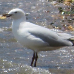 Chroicocephalus novaehollandiae at Yarralumla, ACT - 4 Nov 2020