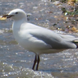 Chroicocephalus novaehollandiae at Yarralumla, ACT - 4 Nov 2020