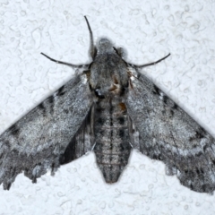 Psilogramma casuarinae (Privet Hawk Moth) at Ainslie, ACT - 10 Jan 2021 by jbromilow50