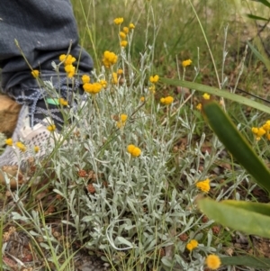 Chrysocephalum apiculatum at Currawang, NSW - suppressed