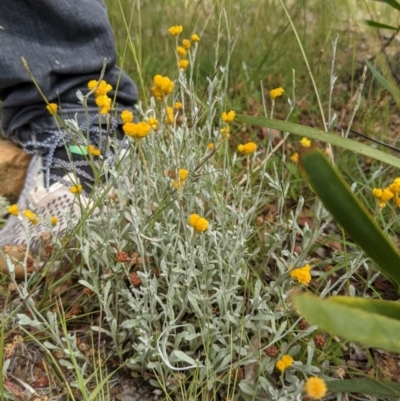 Chrysocephalum apiculatum (Common Everlasting) at Currawang, NSW - 14 Dec 2020 by camcols