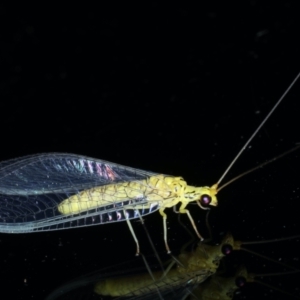 Calochrysa extranea at Ainslie, ACT - 10 Jan 2021