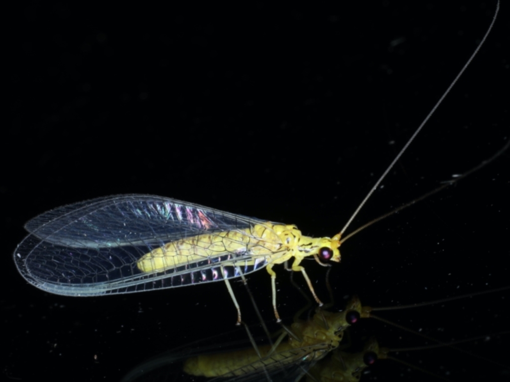 Yellow Lacewing? 