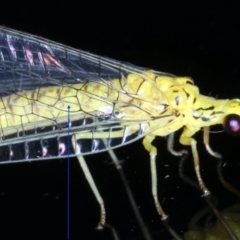 Calochrysa extranea at Ainslie, ACT - 10 Jan 2021