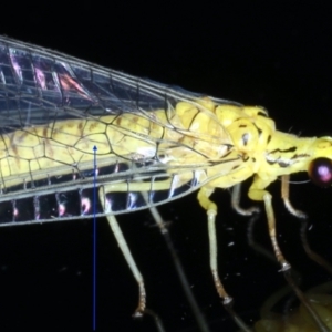 Calochrysa extranea at Ainslie, ACT - 10 Jan 2021