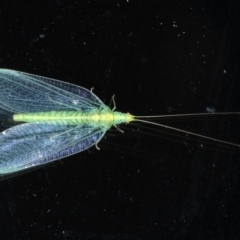 Apertochrysa edwardsi (A Green Lacewing) at Ainslie, ACT - 10 Jan 2021 by jb2602