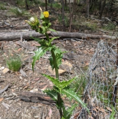 Sonchus asper (Prickly Sowthistle) at Currawang, NSW - 23 Dec 2020 by camcols