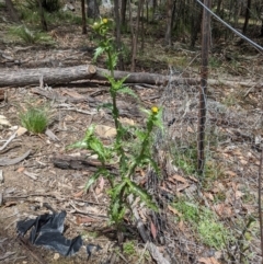 Sonchus asper at Currawang, NSW - suppressed