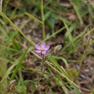 Spergularia rubra at Currawang, NSW - suppressed