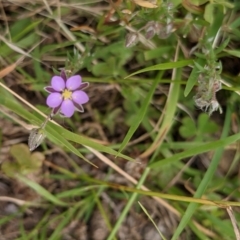 Spergularia rubra at Currawang, NSW - 23 Dec 2020