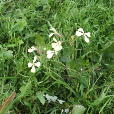 Raphanus raphanistrum (Wild Radish, Jointed Charlock) at Jones Creek, NSW - 17 May 2014 by abread111