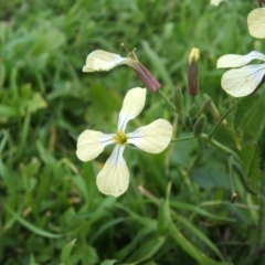 Raphanus raphanistrum at Jones Creek, NSW - 18 May 2014