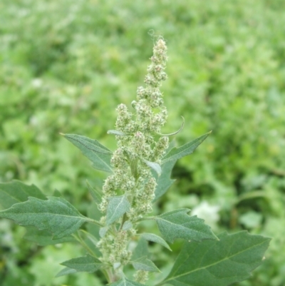 Chenopodium album (Fat Hen) at Jones Creek, NSW - 18 May 2014 by abread111