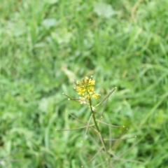 Sisymbrium erysimoides (Smooth Mustard) at Jones Creek, NSW - 18 May 2014 by abread111