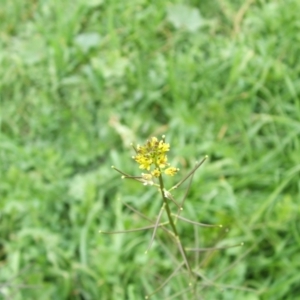 Sisymbrium erysimoides at Jones Creek, NSW - 18 May 2014 04:20 AM