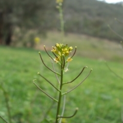 Sisymbrium erysimoides at Jones Creek, NSW - 18 May 2014 04:20 AM