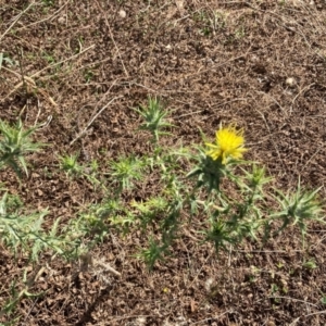 Carthamus lanatus at Holt, ACT - 12 Jan 2021