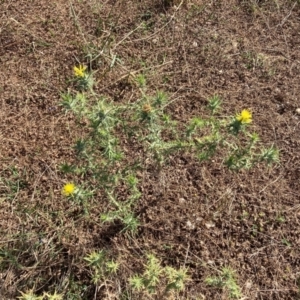 Carthamus lanatus at Holt, ACT - 12 Jan 2021