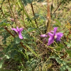 Arthropodium fimbriatum (Nodding Chocolate Lily) at Molonglo Valley, ACT - 11 Jan 2021 by Jenny54