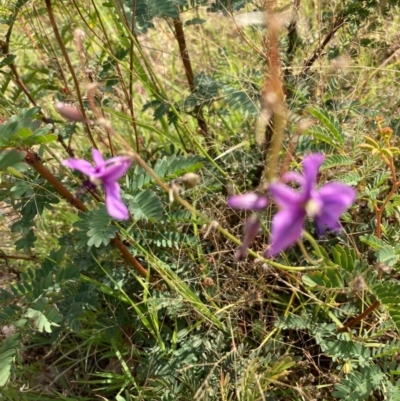 Arthropodium fimbriatum (Nodding Chocolate Lily) at Black Mountain - 11 Jan 2021 by Jenny54