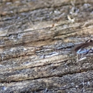 Megalyra sp. (genus) at Cook, ACT - suppressed