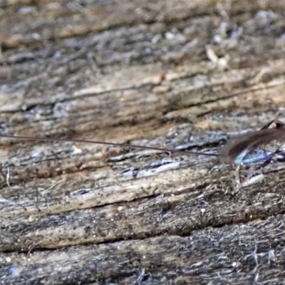 Megalyra sp. (genus) (Long-tailed wasp) at Cook, ACT - 11 Jan 2021 by CathB