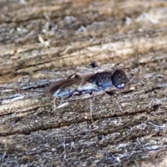 Megalyra sp. (genus) at Cook, ACT - suppressed