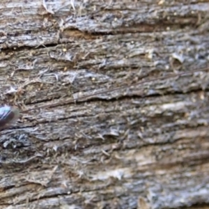 Megalyra sp. (genus) at Cook, ACT - 11 Jan 2021