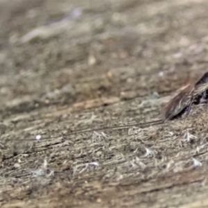 Megalyra sp. (genus) at Cook, ACT - suppressed