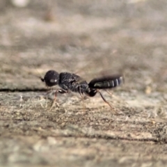 Megalyra sp. (genus) at Cook, ACT - suppressed