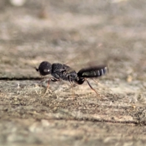 Megalyra sp. (genus) at Cook, ACT - 11 Jan 2021