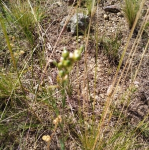 Linum marginale at Fyshwick, ACT - 12 Jan 2021 02:15 PM