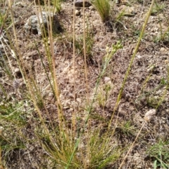 Linum marginale at Fyshwick, ACT - 12 Jan 2021 02:15 PM