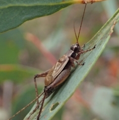 Eurepa marginipennis (Mottled bush cricket) at Aranda Bushland - 11 Jan 2021 by CathB