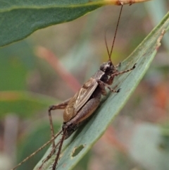 Eurepa marginipennis (Mottled bush cricket) at Point 4526 - 11 Jan 2021 by CathB