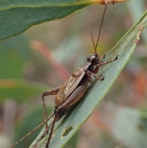 Eurepa marginipennis at Point 4526 - 12 Jan 2021 07:08 AM