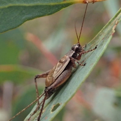 Eurepa marginipennis (Mottled bush cricket) at Point 4526 - 12 Jan 2021 by CathB