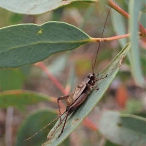 Eurepa marginipennis at Point 4526 - 12 Jan 2021 07:08 AM