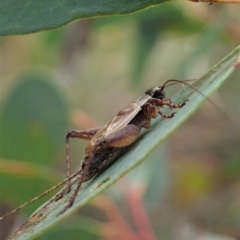 Eurepa marginipennis at Point 4526 - 12 Jan 2021 07:08 AM