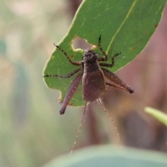 Eurepa marginipennis at Point 4526 - 12 Jan 2021