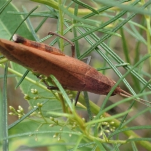 Goniaea opomaloides at Holt, ACT - 12 Jan 2021